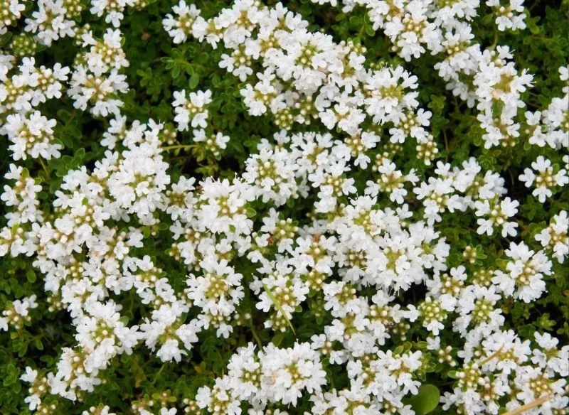 Poszczególne odmiany macierzanki wczesnej różnią się kolorem kwiatów