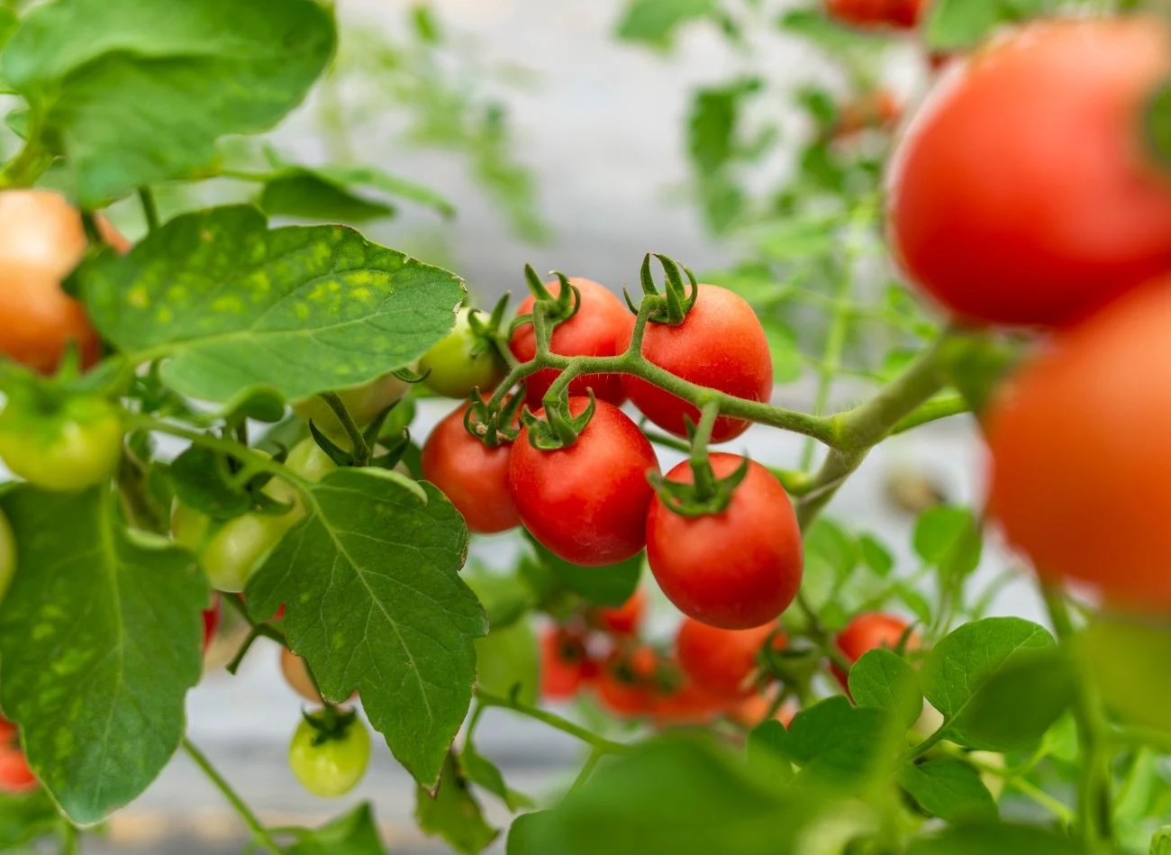 Odpowiednia pielęgnacja sadzonek pomidorów, to gwarancja zdrowych plonów