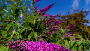 Wiosenne cięcie budlei. Jak ciąć budleję, aby była gęsta i wysoka?