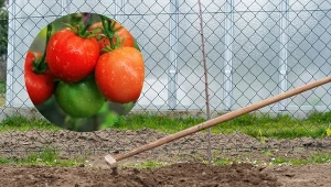 Czym nawozić ziemię pod pomidory? Szkoda, że nie każdy zna ten genialny sposób.