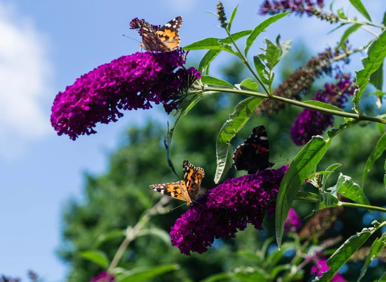 Budleja, nie bez powodu nazywana jest motylim krzewem