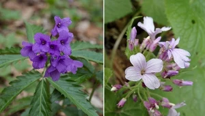 Żywiec to nie tylko miasto czy napój, to także piękna i bardzo zdrowa roślina do ogrodu. Fot.Taras Klimchak/Danler/CanvaPro