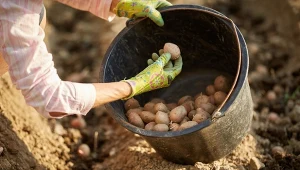 Ziemniaki posadzone zbyt wcześnie są małe i często chorują.