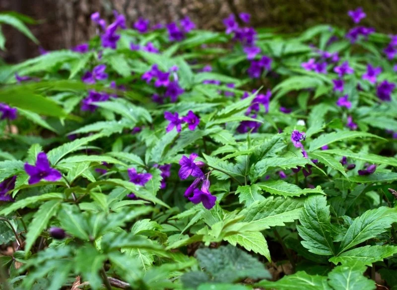 Żywiec kwitnie bardzo wcześnie, niekiedy nawet w marcu