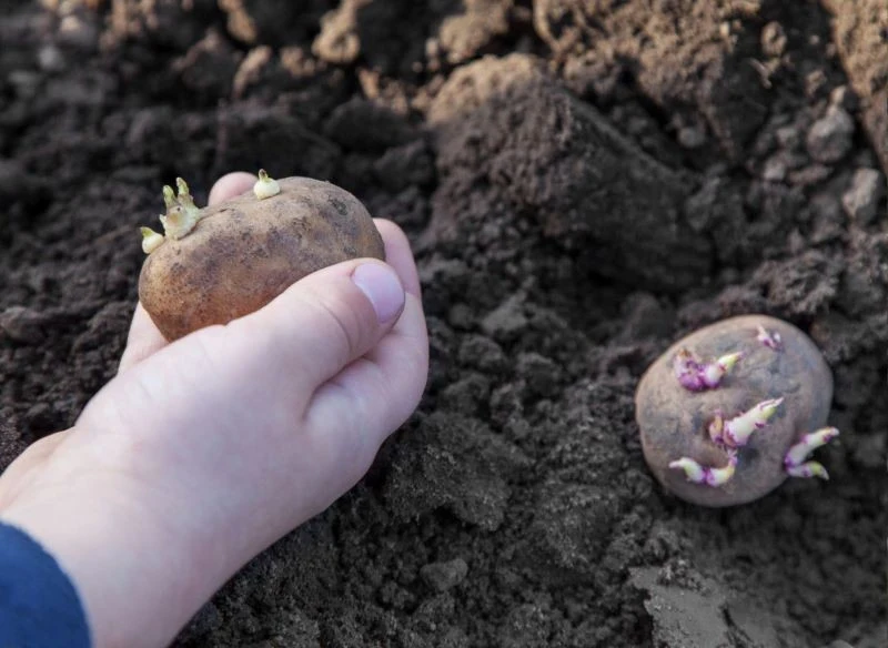 Ziemniaki przeznaczone do sadzenia warto wcześniej podkiełkować