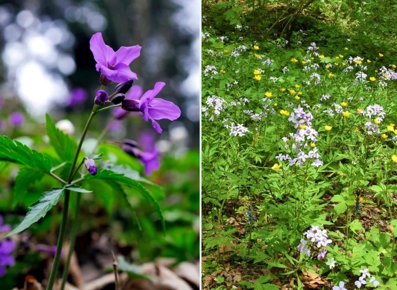 Żywiec jest rośliną leczniczą, która wykazuje całe mnóstwo dobroczynnych właściwości