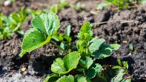 Po zimie truskawki często łapią choroby grzybowe? Co zrobić, żeby mieć zdrowe plony?