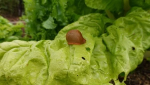 Już niedługo ślimaki wyruszą na żer. Sprawdź, jak się ich pozbyć.