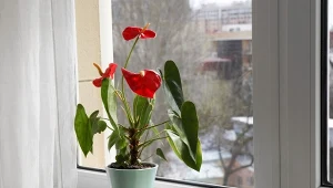 Anturium błyskawicznie zakwitnie po domowej odżywce.