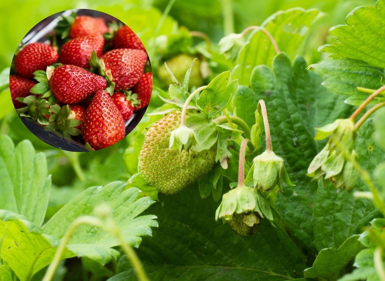 Żeby truskawki obficie i zdrowo owocowały, potrzebują odpowiedniej pielęgnacji, m