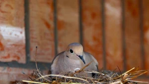 Kiedy bezkarnie można usunąć gniazdo gołębi z balkonu?