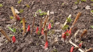 Nawożenie piwonii na wiosnę jest kluczowe dla ich zdrowego wzrostu i okazałego kwitnienia.