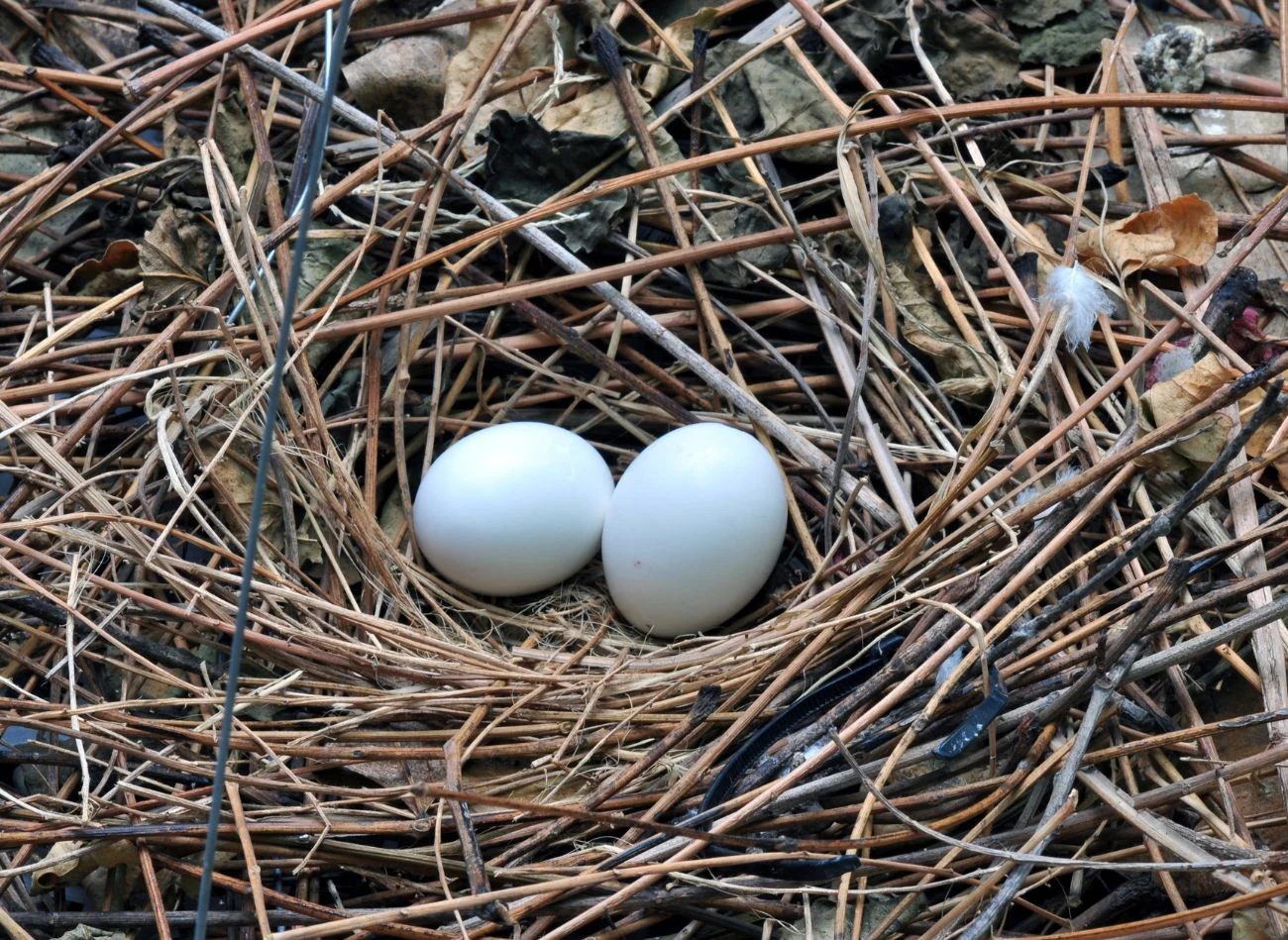 Gniazdo gołębi możesz usunąć również wtedy, gdy są w nim jaja