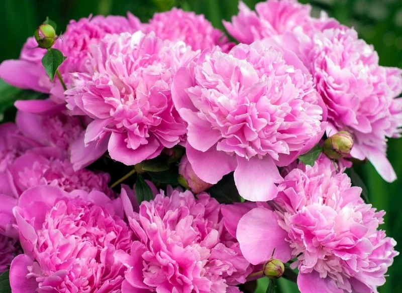 Nawożenie piwonii wykonuje się wiosną i jesienią