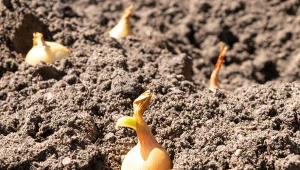 Dymkę na cebulę sadzimy w marcu. Plon zależy od wielu czynników, jednym z ważniejszych jest głębokość sadzenia. Fot. photolikein