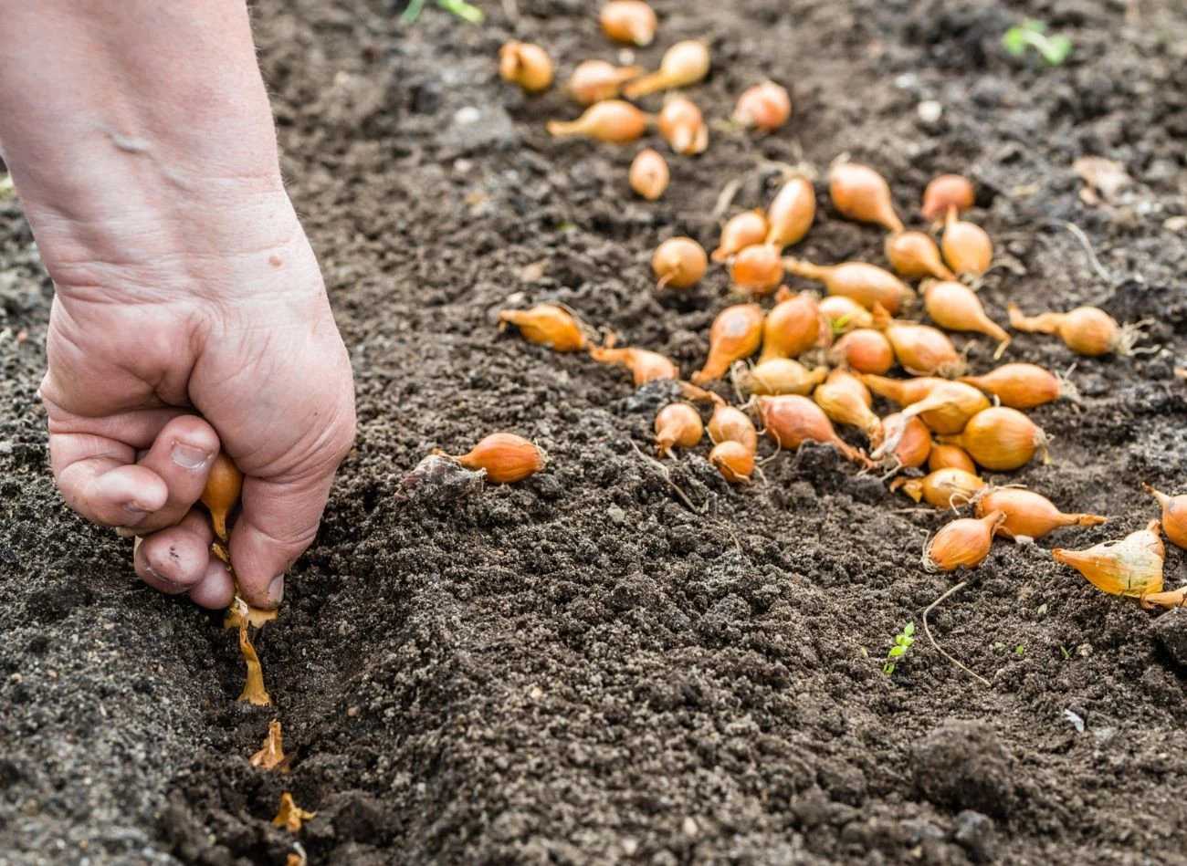 Dymkę na cebulę najlepiej sadzić w marcu