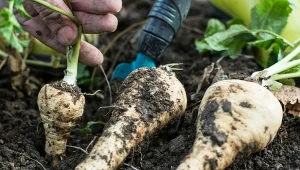 Po czym oraz obok czego siać pietruszkę, by była dorodna i zdrowa?