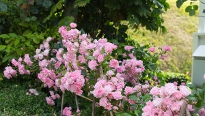 Wieloletnie róże okrywowe warto przyciąć, aby bujnie zakwitły.