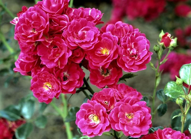 Róże okrywowe przycinamy wczesną wiosną