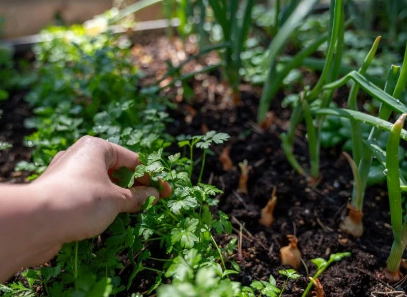 Dobrym sąsiadem dla pietruszki jest czosnek lub cebula