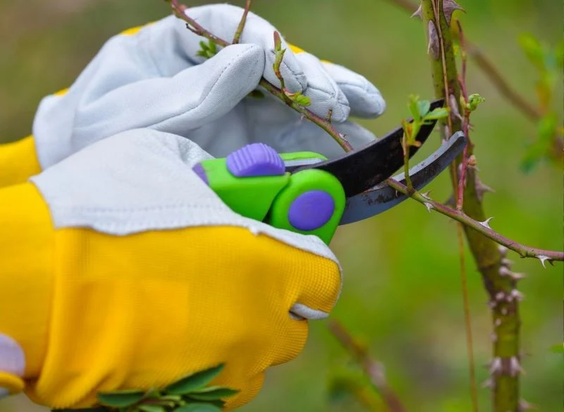 Róż okrywowych nie trzeba radykalnie przycinać co roku