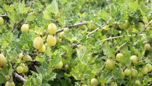 Chcesz, aby gałązki agrestu uginały się pod ciężarem smacznych owoców? Zastosuj na wiosnę ten nawóz.