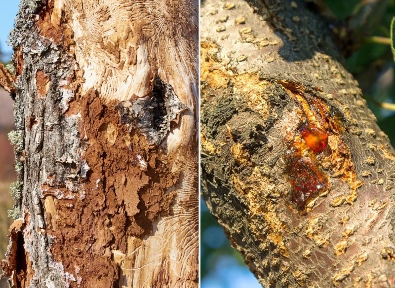 Pękanie kory może prowadzić do rozwoju chorób kory drzew owocowych