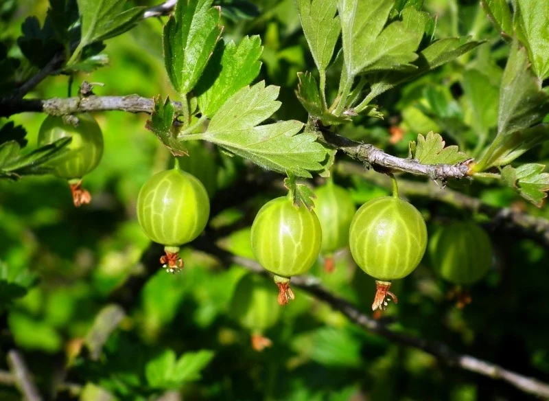 Aby agrest nabrał sił do wzrostu i owocowania, należy zadbać o jego wiosenne nawożenie
