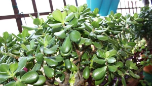 Zrób odżywkę na wzmocnienie drzewka szczęścia, a nowe liście będą rosły jeden po drugim.