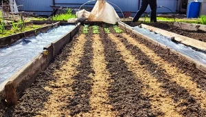 Jak założyć grządkę no dig z trzech warstw materii organicznej?