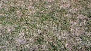 Sprawdź, jak walczyć z mączniakiem prawdziwym traw.