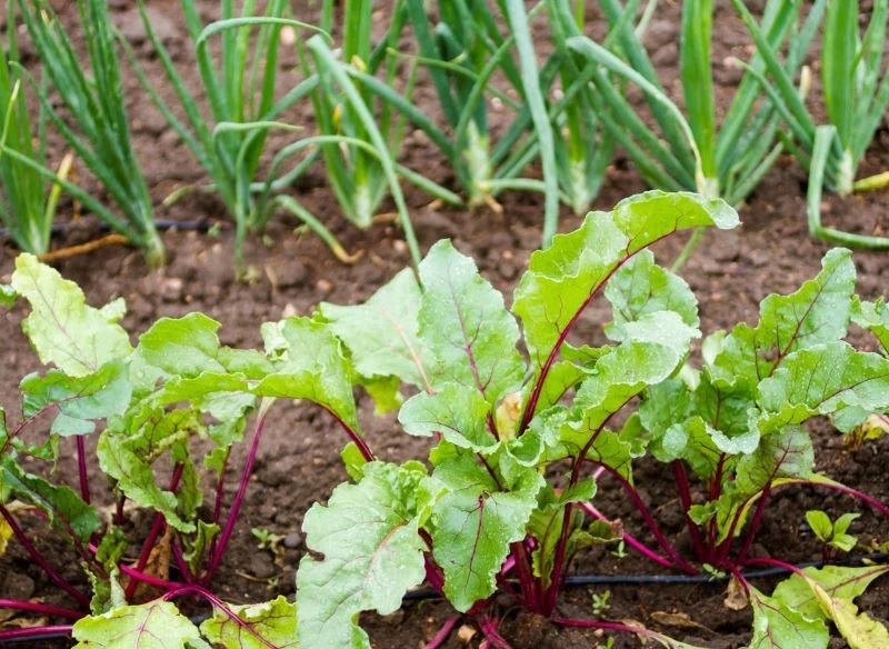 Buraki siejemy do gruntu późną wiosną, gdy minie ryzyko przymrozków