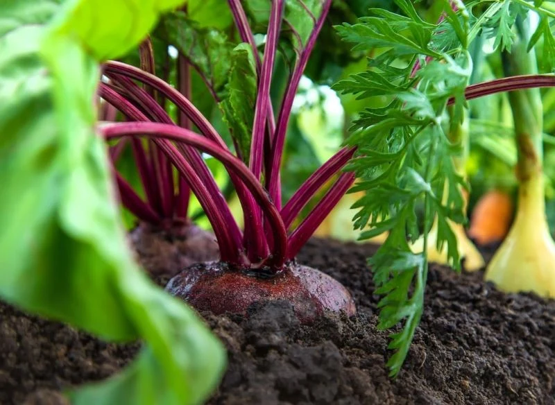 Buraki będą zdrowo rosły obok cebuli lub marchewki