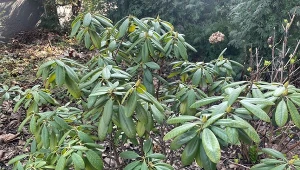 Sprawdź, co zrobić, żeby liście rododendrona nie zwijały się po zimie./Deccoria.pl