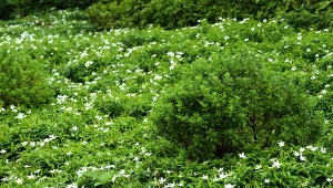 Zamiast trawnika świetnie sprawdzają się rośliny zadarniające. Jakie wybrać?