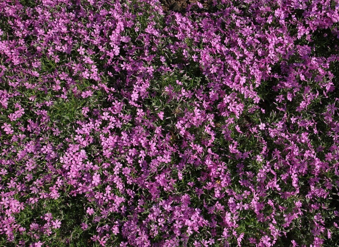 Macierzanka piaskowa doskonale sprawdzi się jako zamiennik trawnika