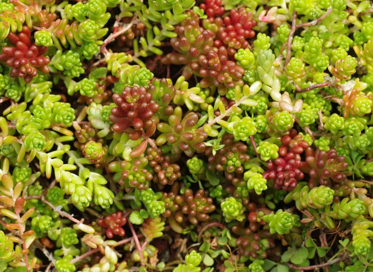 Rozchodniki to rośliny okrywowe, które szybko rosną