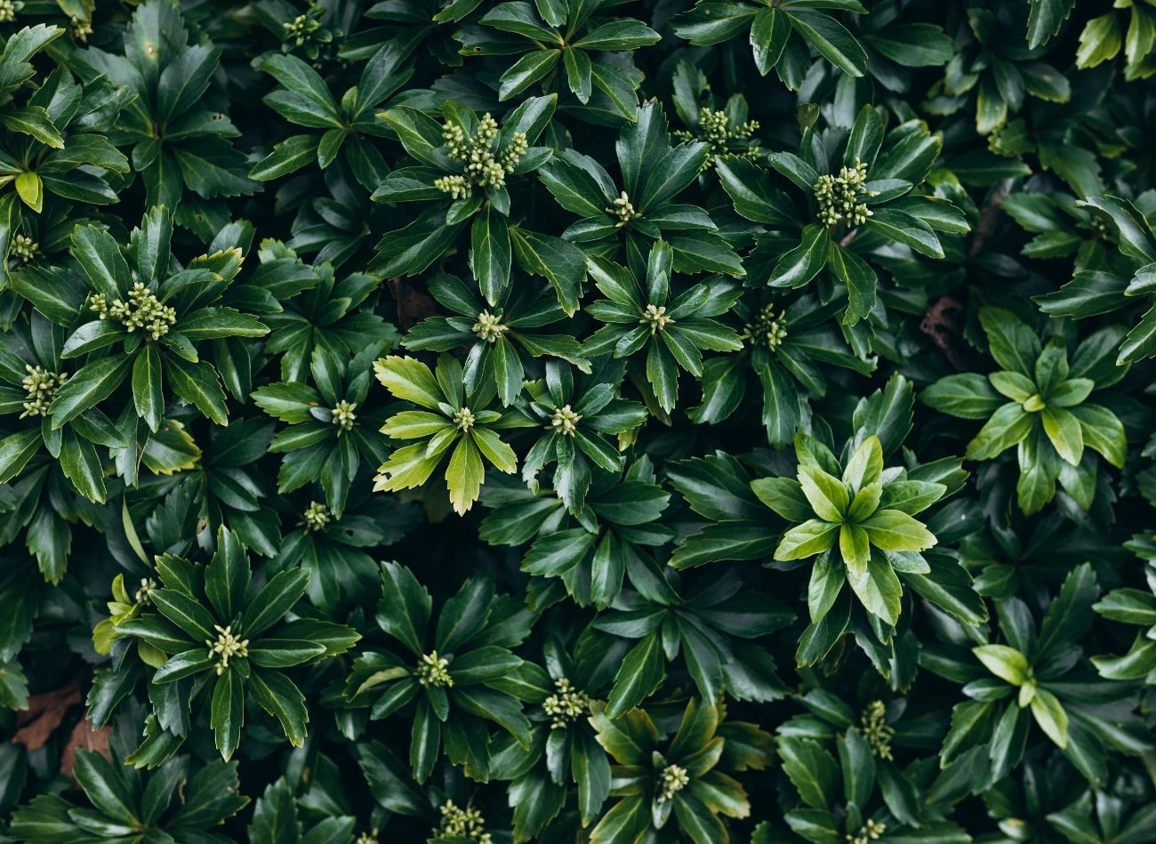 Rumianka japońska jest odporna, nie wymaga nawożenia i podlewania