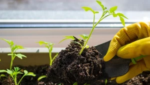 Pikowanie papryki poradnik. Kiedy pikować paprykę i jak to zrobić?