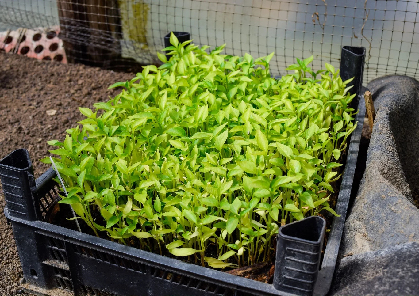 Papryka jest zazwyczaj gotowa do pikowania około 2-3 tygodni po kiełkowaniu