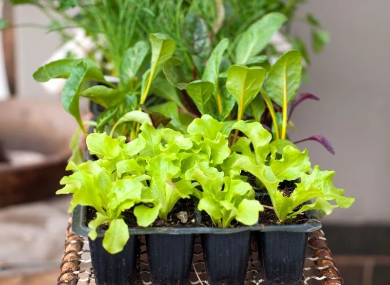 Uprawa sałaty z rozsady jest bardzo prosta