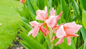 Prosty patent na wcześniejsze kwitnienie kanny. Marzec to idealna pora na ten zabieg