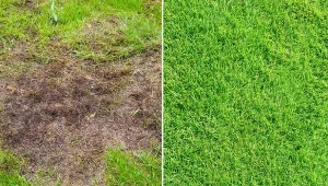 O trawnik po zimie trzeba się zatroszczyć.