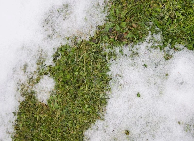 Uszkodzenia pomrozowe to jeden z wiosennych problemów z trawnikiem