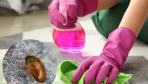 Jego larwy żywią się niemal wszystkim. Skąd się biorą szubaki w domu?