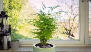 Asparagus pierzasty to ciekawa roślina doniczkowa, która swoim wyglądem nieco przypomina paproć.