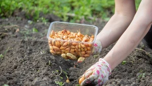 Proste zaprawienie cebuli sprawi, że zbierzesz z grządki zdrowe i duże główki.