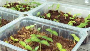 Wyjaśniamy, na czym polega uprawa ogórków w trocinach.