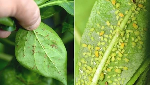 Mszyca to jeden z najbardziej uciążliwych wiosennych szkodników.