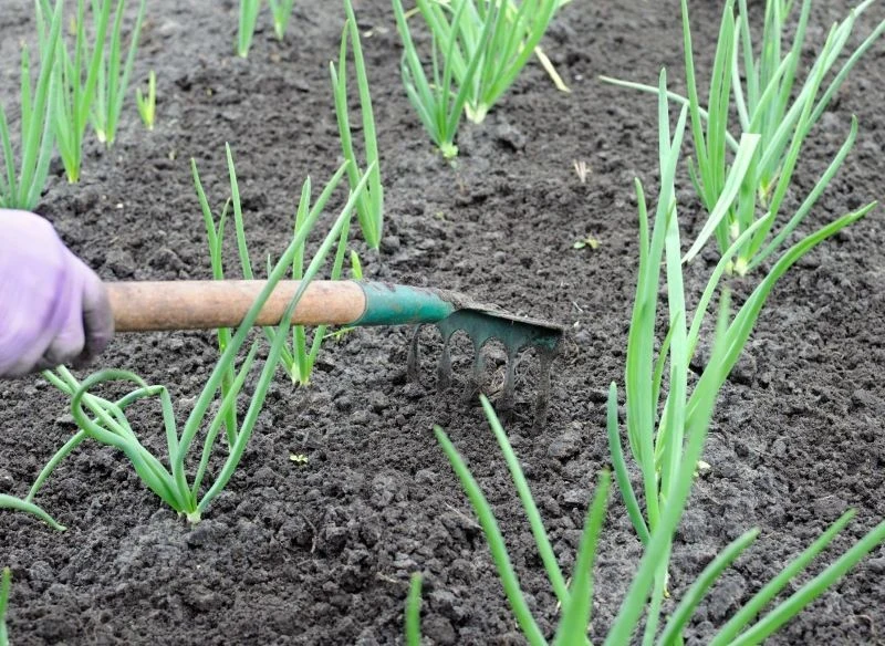 Wiosną cebulę dymkę sadzimy płytko